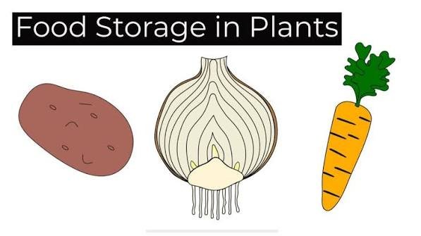 Food Storage in Plants: Where and How Plants Store Their Energy 2 Food Storage in Plants
