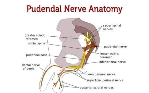 What Is the Perineum? Anatomy, Functions, & Care Guide